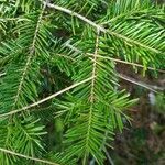 Abies balsamea leaf picture by Colfra (cc-by-sa)