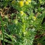 Matricaria discoidea habit picture by Georg Lanzl (cc-by-sa)