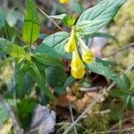 Melampyrum catalaunicum flower picture by Maria Pilar Martinez (cc-by-sa)