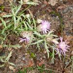 Centaurea deusta leaf picture by Martin Bishop (cc-by-sa)