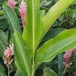 Alpinia purpurata leaf picture by Emmanuel GIFFARD (cc-by-sa)