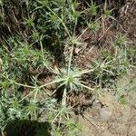 Eryngium campestre habit picture by Mauro Terracciano (cc-by-sa)