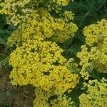 Achillea filipendulina flower picture by Sinead Rooney (cc-by-sa)