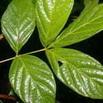 Paullinia pinnata leaf picture by Nelson Zamora Villalobos (cc-by-nc)