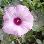 Ipomoea tiliacea flower picture by EVELYNE FONTAINE (cc-by-sa)