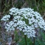 Chaerophyllum villarsii flower picture by Yoan MARTIN (cc-by-sa)