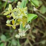 Balanites glabra flower picture by susan brown (cc-by-sa)