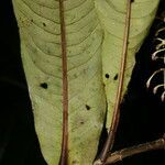 Ardisia auriculata leaf picture by Nelson Zamora Villalobos (cc-by-nc)