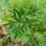 Geranium dissectum leaf picture by Clément GONDON (cc-by-sa)