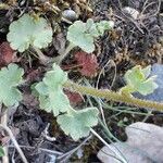 Saxifraga granulata leaf picture by Emmanuel Cosson (cc-by-sa)