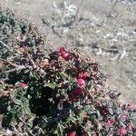 Cotoneaster microphyllus fruit picture by Patricia Owens (cc-by-sa)