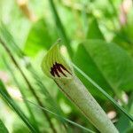 Aristolochia lutea flower picture by Emanuele Santarelli (cc-by-sa)