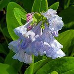 Mertensia virginica flower picture by K O (cc-by-sa)