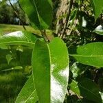 Salix pentandra leaf picture by Mariken Lorie (cc-by-sa)