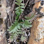 Acaena cylindristachya leaf picture by Fabien Anthelme (cc-by-sa)