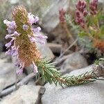 Coris monspeliensis habit picture by Yoan MARTIN (cc-by-sa)