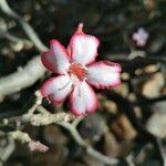 Adenium multiflorum flower picture by Kerry Franklin (cc-by-sa)