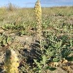 Reseda alba habit picture by Raphaël (cc-by-sa)