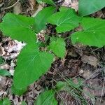 Adenocaulon bicolor habit picture by Lucier Louis (cc-by-sa)