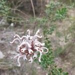 Grevillea buxifolia flower picture by Leon Woodward (cc-by-sa)