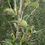 Cercocarpus montanus leaf picture by Euphrosyne Beauchamp (cc-by-sa)