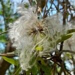 Clematis campestris flower picture by Trap Hers (cc-by-sa)