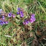 Pulmonaria angustifolia habit picture by Serge Girardin (cc-by-sa)