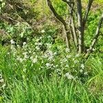 Galium palustre habit picture by Lucia Orsega (cc-by-sa)