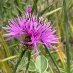 Centaurea hanryi flower picture by laurent boniface (cc-by-sa)