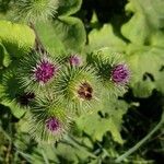 Arctium lappa flower picture by Jean-Louis Fagard (cc-by-sa)