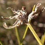 Genista radiata fruit picture by Yoan MARTIN (cc-by-sa)