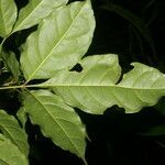 Galipea dasysperma leaf picture by Nelson Zamora Villalobos (cc-by-nc)