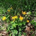 Ranunculus tuberosus habit picture by Daniel Bourget (cc-by-sa)