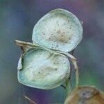 Biscutella flexuosa fruit picture by Yoan MARTIN (cc-by-sa)