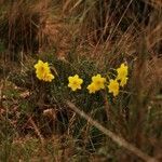 Narcissus assoanus habit picture by Paul FRANCK (cc-by-sa)