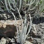 Ceropegia fusca habit picture by Kim P. (cc-by-sa)