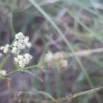 Asperula cynanchica fruit picture by Prins Udo (cc-by-sa)