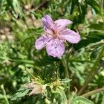 Geranium viscosissimum flower picture by Ashley Scholer (cc-by-sa)