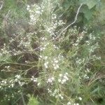 Parthenium hysterophorus habit picture by Neves Vinícius (cc-by-sa)