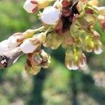 Ulmus laevis flower picture by da Vid 1 (cc-by-sa)