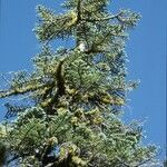 Abies concolor habit picture by Daniel Barthelemy (cc-by-nc)