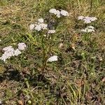 Achillea nobilis habit picture by Jacques Zuber (cc-by-sa)