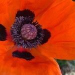 Papaver orientale flower picture by Aicha bentahar (cc-by-sa)