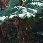 Gunnera insignis habit picture by Hervé Goëau (cc-by-sa)