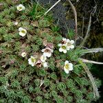 Saxifraga magellanica habit picture by Fabien Anthelme (cc-by-sa)