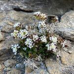 Hornungia alpina habit picture by Fabien Anthelme (cc-by-sa)