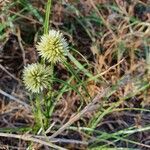 Cyperus niveus flower picture by susan brown (cc-by-sa)