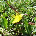 Taraxacum pyrenaicum flower picture by francois tissot (cc-by-sa)