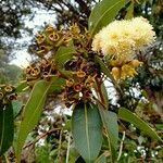 Eucalyptus robusta flower picture by Pascal DUPUIS (cc-by-sa)