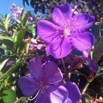 Tibouchina urvilleana flower picture by JP Corrêa Carvalho (cc-by-sa)